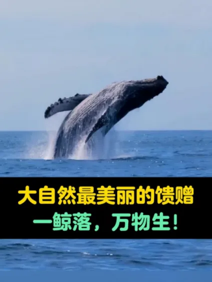 巨鲸